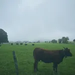 Prázdninový dům Ancienne Grange Typique Nichee Au Coeur Du Cantal *