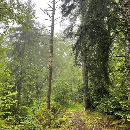 Ancienne Grange Typique Nichee Au Coeur Du Cantal *
