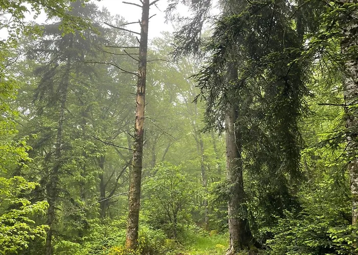Ancienne Grange Typique Nichee Au Coeur Du Cantal *